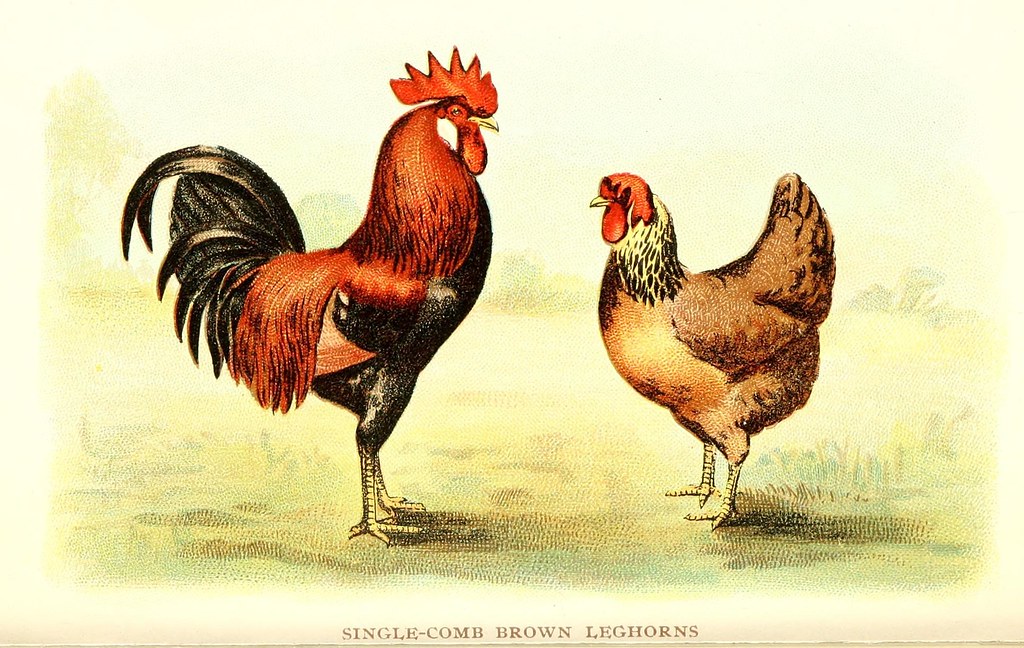 Hen